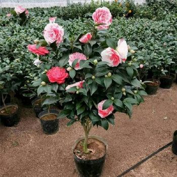 供應(yīng)廣西四季茶花苗和山茶花苗和茶花樹(shù)苗特產(chǎn)專題