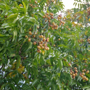 供應(yīng)廣西無(wú)患子樹(shù)苗和苦患子樹(shù)苗和苦楝樹(shù)苗價(jià)格表