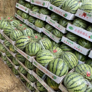 開(kāi)封西瓜（美都西瓜）河南西瓜