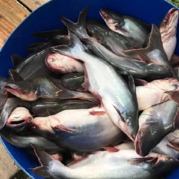 越南巴沙魚進(jìn)口**，進(jìn)口所需的單證資料
