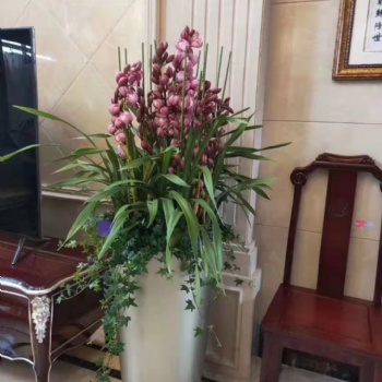 海珠區綠植租擺，越秀區公司花卉盆景租憑，可開發票，免費送貨上門。