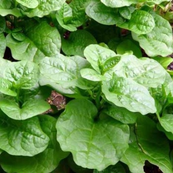 福田農(nóng)業(yè)袋裝 蔬菜種子 木耳菜種子