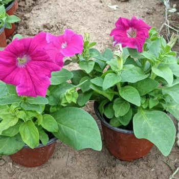 內蒙草花批發基地，呼和浩特宿根花卉基地，四季草花批發矮牽牛