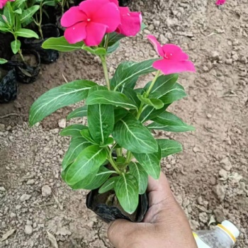 棗莊草花批發基地，孔雀草種植批發基地，棗莊歐石竹批發